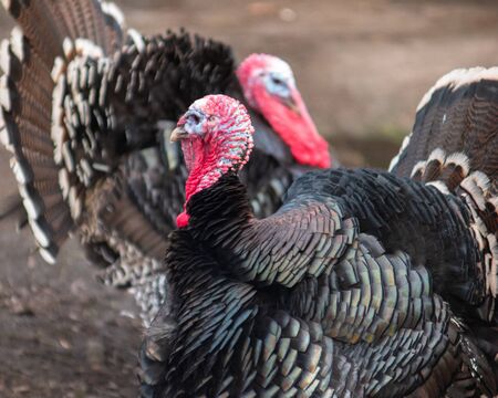 Two male domestic turkeys presenting their feathers to scare the opponent. Turkey in the first plan has black opalescent feathers and his enemy in the background is more brown with white accents.の写真素材
