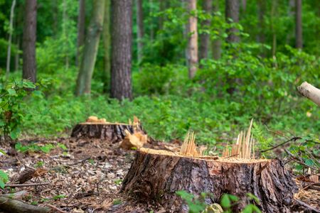 Two lonely stumps in the forest after logging. Natural wood harvest.の写真素材