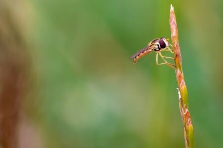 Hoverfly resting on the blade of grass.. Blurred grassland background.