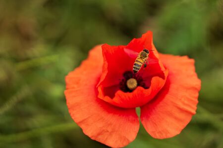 Pollinating bee leaving red poppy flower. Single flower on blurred green background.の写真素材