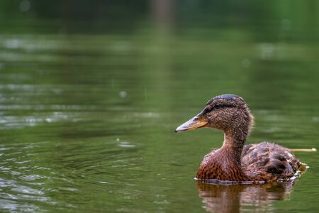 Female mallard duck swimming on the forest lake. Blurred lake in background.の写真素材
