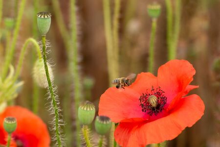 Pollinating bee landing on red poppy flower. Multiple already pollinated flowers in the background.の写真素材