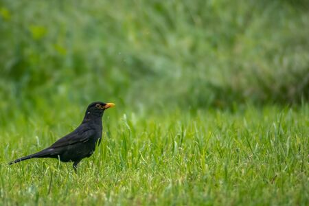 Male blackbirds looking for earthworms through the grassland.の写真素材