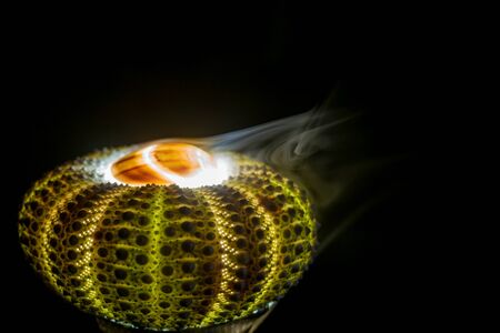 Vape smoke coming form green sea urching shell. Small seashell on the top. Isolated on black background.の素材 [FY310150071344]