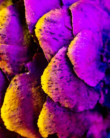 Macro closeup shot of pine cone illuminated with strong yellow and purple light.の写真素材