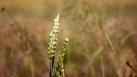 wheat grains on ears of corn. Blured blades of grass. Background calm and dreamy texture.の写真素材