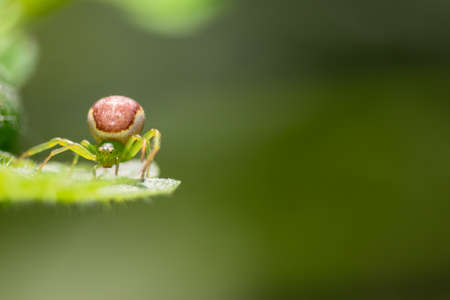 Single green spider resting on the leaf in forest. Blurred green background.の写真素材