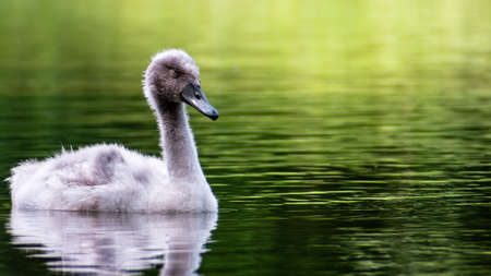Single young mute swan (Cygnus olor) duckling on the water. Tired he fells asleep.の写真素材