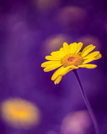 Yellow chamomile flower on blurred purple background. Full spectrum abstract vision.の写真素材