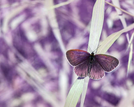 Butterfly resting on the grass blade in full spectrum camera. White vegetation in background.の写真素材