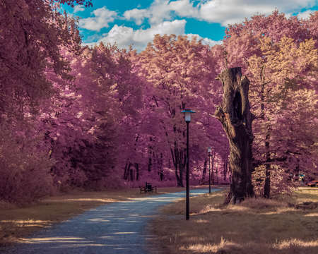 Road in park alley. Full spectrum camera view with pink trees, blue sky with white clouds and yellow grass.の写真素材