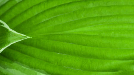 Two green leafs layered over with strong texture pattern. Green background texture.