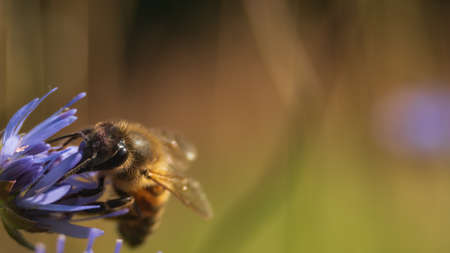 European honey bee (Apis mellifera) looking for pollen in wild flower