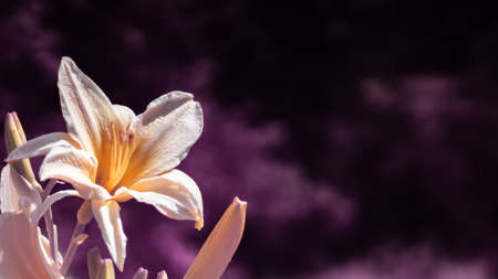 Single blooming white lilium flower. Blurred dark background. Full spectrum abstract vision.の写真素材