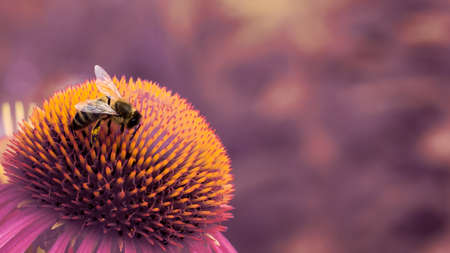 Single European honey bee (Apis mellifera) collecting pollen from the pink flower. Closeup macro shot.の写真素材