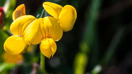 Group of yellow flowers on dark green blurred background.の写真素材