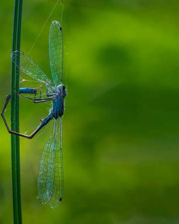 Single blue damselfly caught in the spider net and bounded to the blade of grass. Green blured background.の写真素材