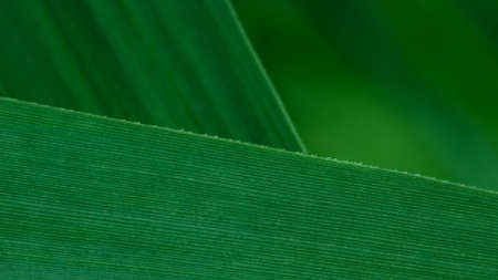 Grass blades composition for backgrounds.の写真素材