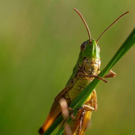 green grasshopper under view with blurred green background.の写真素材