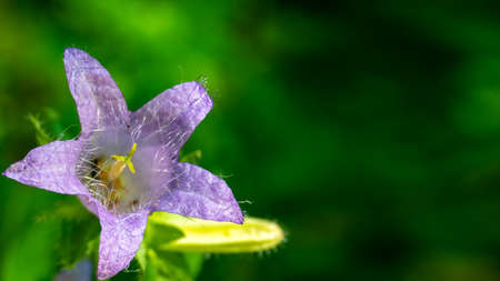 Purple flower beautiful on his own way. Macro closeup showing hair like structures on the petals.の写真素材