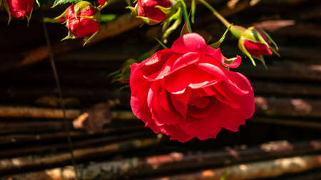 Top angle of the group of roses buds blooming.の写真素材