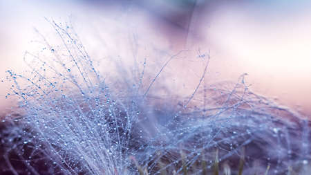 Tiny dew drops reflecting last sun rays of the day.の写真素材