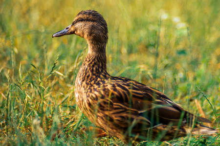 Female mallard duck (Anas platyrhynchos) standing in the meadow watching the sunset.の写真素材