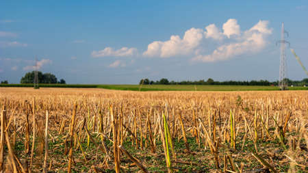 Field of wheat after the harvest ended. Rural landscape. White clouds over blue sky.の写真素材