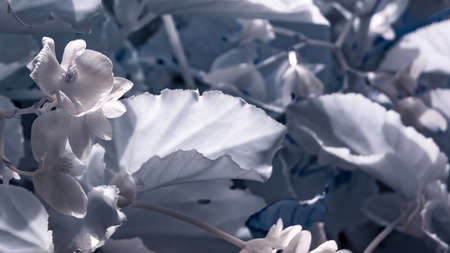 Shrub of red flowers interpreted in infrared camera photographyの写真素材