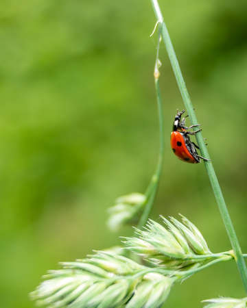 Single red ladybug walking up the green grass. Blurred grassland background.の写真素材
