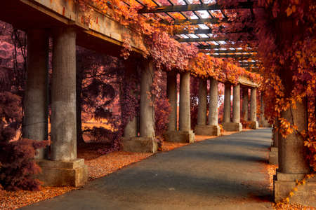 Line of concrete columns supporting wooden pergola with orange ivy blush.