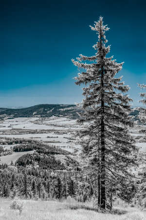 Single lonely evergreen tree striped from colors by infrared camera. Polish mountains in the background.の写真素材