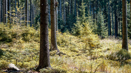 2 large trees with birdhouse and green meadow in mountain forest.の写真素材