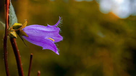 Single purple bellflower side profile in deep woods.