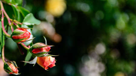 Multiple yellow rosebuds with delicate red tint developing on the rosebush. blooming love symbol.