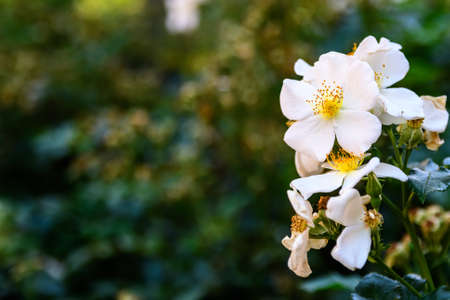 Group of blooming white flowers with blured green bushes.の写真素材