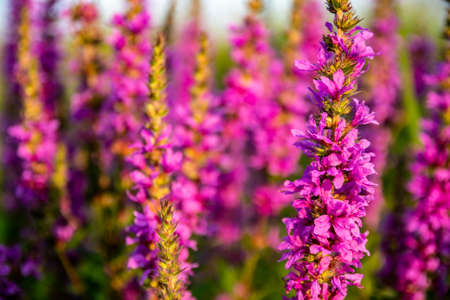 Closeup of purple flowers on the grassland during golden hourの写真素材
