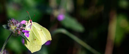 Brimstone moth (Opisthograptis luteolata) camouflaging as a green leaf is eating nectar from nettle flower.の写真素材