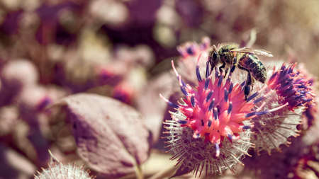 Horizontal panoramic view of single common honey bee (Apis mellifera) flying off thistle flower.