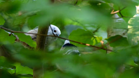 pair of longtailed tit playing in the deep green bush. Blured leafs frame around the birdsの写真素材