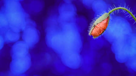 Lonely poppy flower bud long after its expected blooming season. Blurred blue bokeh background.の写真素材