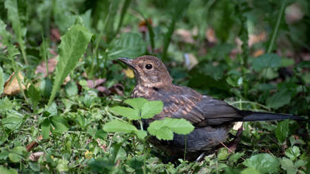 Single juvenile fieldfare (Turdus pilaris) with brown plumage looking for berries in the grass fieldの写真素材