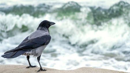 Single adult hooded crow (Corvus cornix) standing near the sea shore. Blurred sea waves in background.の写真素材