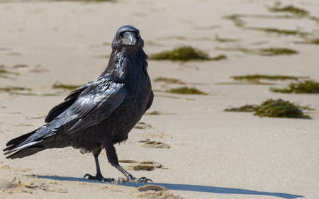 Single adult raven (Corvus corax) walking over sandy beach.の写真素材