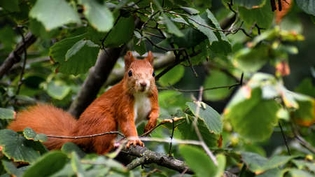Single eurasian red squirrel (Sciurus vulgaris) watching down from the tree branch, judging how safe it is.の写真素材