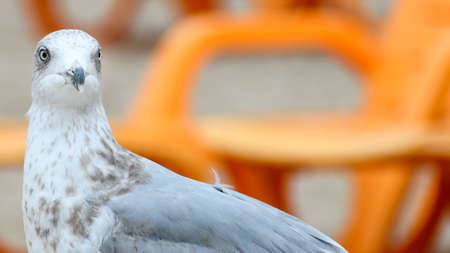 European Herring Gull profile with orange bacgroundの写真素材