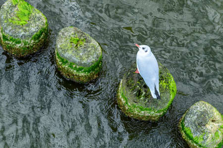 Single black-headed gull (Chroicocephalus ridibundus) resting on old wooden breakwaters.