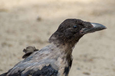 Closeup shot of young hooded crow with visible not fully developed beak, and missing feathersの写真素材