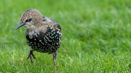 Single young common starling (Sturnus vulgaris) waling in freshly cut grass looking for food.の写真素材