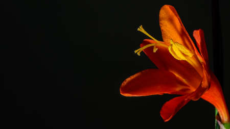 Single blooming orange crocosmia flower of iris family, native to africa. Small and delicate petals around pistil with multiple stigma. Yellow stamen with anther covered with honey pollen.の写真素材